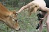 <img100*0:stuff/z/73640/cow%2520reference.2/i1265079311_22.jpg>