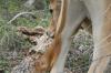 <img100*0:stuff/z/73640/cow%2520reference.2/i1265079312_23.jpg>