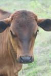 <img100*0:stuff/z/73640/cow%2520reference.2/i1265079954_1.jpg>