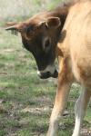 <img100*0:stuff/z/73640/cow%2520reference.2/i1265079954_10.jpg>