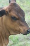 <img100*0:stuff/z/73640/cow%2520reference.2/i1265079954_2.jpg>