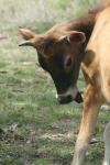 <img100*0:stuff/z/73640/cow%2520reference.2/i1265079954_3.jpg>