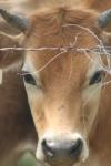 <img100*0:stuff/z/73640/cow%2520reference.2/i1265079954_4.jpg>