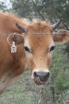 <img100*0:stuff/z/73640/cow%2520reference.2/i1265079954_5.jpg>