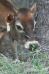 <img100*0:stuff/z/73640/cow%2520reference.2/i1265079954_6.jpg>