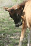 <img100*0:stuff/z/73640/cow%2520reference.2/i1265079954_7.jpg>