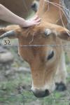 <img100*0:stuff/z/73640/cow%2520reference.2/i1265079954_8.jpg>