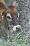 <img100*0:stuff/z/73640/cow%2520reference.2/i1265079954_9.jpg>