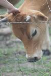 <img100*0:stuff/z/73640/cow%2520reference.2/i1265079955_11.jpg>