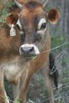 <img100*0:stuff/z/73640/cow%2520reference.2/i1265079955_12.jpg>