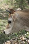 <img100*0:stuff/z/73640/cow%2520reference.2/i1265079955_13.jpg>