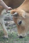 <img100*0:stuff/z/73640/cow%2520reference.2/i1265079955_14.jpg>