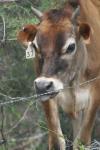 <img100*0:stuff/z/73640/cow%2520reference.2/i1265079955_15.jpg>