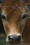 <img100*0:stuff/z/73640/cow%2520reference.2/i1265079955_16.jpg>