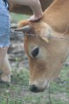 <img100*0:stuff/z/73640/cow%2520reference.2/i1265079955_17.jpg>