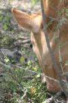<img100*0:stuff/z/73640/cow%2520reference.2/i1265079955_18.jpg>