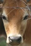 <img100*0:stuff/z/73640/cow%2520reference.2/i1265079955_19.jpg>