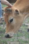 <img100*0:stuff/z/73640/cow%2520reference.2/i1265079955_20.jpg>