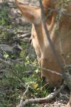 <img100*0:stuff/z/73640/cow%2520reference.2/i1265079955_21.jpg>