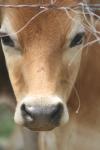 <img100*0:stuff/z/73640/cow%2520reference.2/i1265079956_22.jpg>