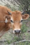 <img100*0:stuff/z/73640/cow%2520reference.2/i1265079956_23.jpg>