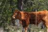 <img100*0:stuff/z/73640/cow%2520reference.3/i1275103644_1.jpg>