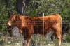 <img100*0:stuff/z/73640/cow%2520reference.3/i1275103644_2.jpg>