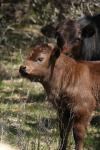 <img100*0:stuff/z/73640/cow%2520reference.3/i1275103646_3.jpg>