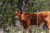 <img100*0:stuff/z/73640/cow%2520reference.3/i1275103646_4.jpg>