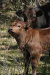 <img100*0:stuff/z/73640/cow%2520reference.3/i1275103647_5.jpg>