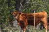 <img100*0:stuff/z/73640/cow%2520reference.3/i1275103647_6.jpg>