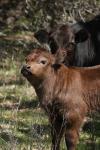 <img100*0:stuff/z/73640/cow%2520reference.3/i1275103648_7.jpg>