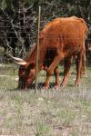 <img100*0:stuff/z/73640/cow%2520reference.3/i1275103649_8.jpg>