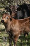 <img100*0:stuff/z/73640/cow%2520reference.3/i1275103650_9.jpg>