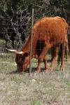 <img100*0:stuff/z/73640/cow%2520reference.3/i1275103651_10.jpg>
