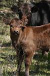 <img100*0:stuff/z/73640/cow%2520reference.3/i1275103652_11.jpg>