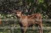 <img100*0:stuff/z/73640/cow%2520reference.3/i1275103652_12.jpg>