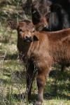 <img100*0:stuff/z/73640/cow%2520reference.3/i1275103652_13.jpg>