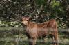 <img100*0:stuff/z/73640/cow%2520reference.3/i1275103652_14.jpg>