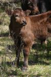<img100*0:stuff/z/73640/cow%2520reference.3/i1275103653_15.jpg>