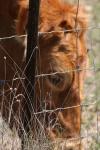 <img100*0:stuff/z/73640/cow%2520reference.3/i1275103654_16.jpg>