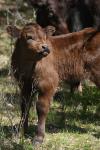 <img100*0:stuff/z/73640/cow%2520reference.3/i1275103655_17.jpg>