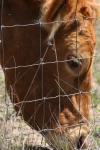 <img100*0:stuff/z/73640/cow%2520reference.3/i1275103656_18.jpg>