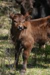 <img100*0:stuff/z/73640/cow%2520reference.3/i1275103657_19.jpg>