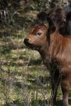 <img100*0:stuff/z/73640/cow%2520reference.3/i1275103658_20.jpg>