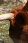 <img100*0:stuff/z/73640/cow%2520reference.3/i1275103659_21.jpg>