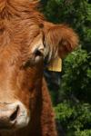 <img100*0:stuff/z/73640/cow%2520reference.3/i1275105072_1.jpg>
