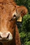 <img100*0:stuff/z/73640/cow%2520reference.3/i1275105074_2.jpg>