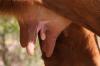 <img100*0:stuff/z/73640/cow%2520reference.3/i1275105074_3.jpg>