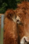 <img100*0:stuff/z/73640/cow%2520reference.3/i1275105075_4.jpg>
